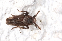 L'Asiraque clavicorne (Homoptre - Delphacidae - Asiraca clavicornis)